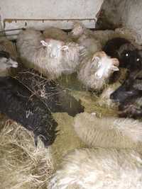Owce barany tryk