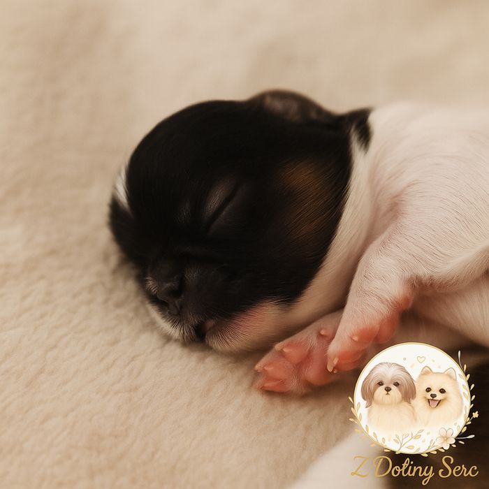 Shih Tzu piesek z rodowodem ZHPR