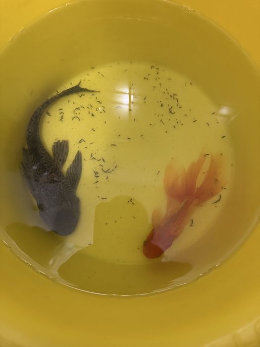 Peixe Plecostomus 22-25cm