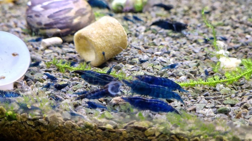 Mix 27 krewetek Neocaridina, 9 gatunków
