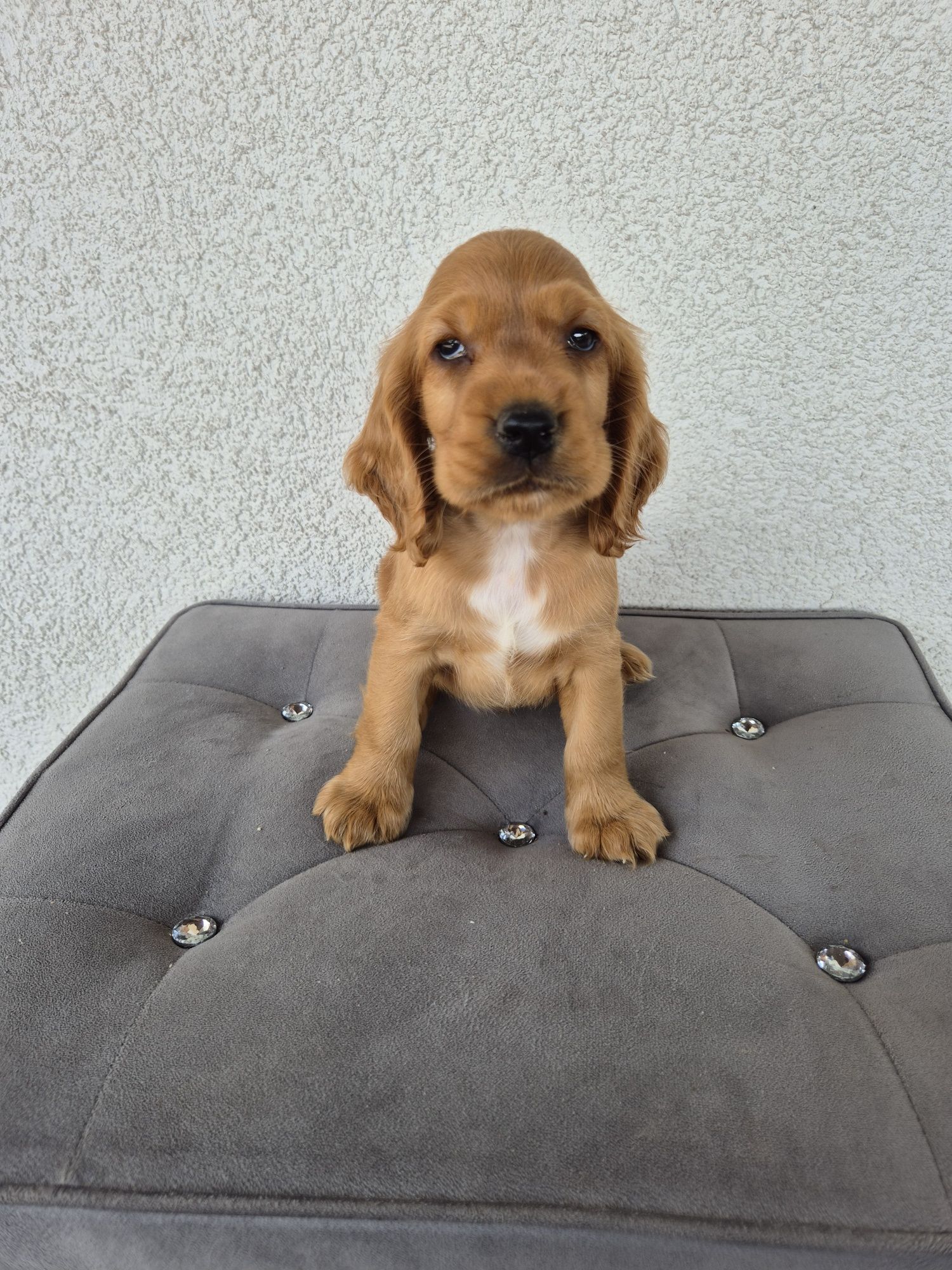 Cocker spaniel piesek
