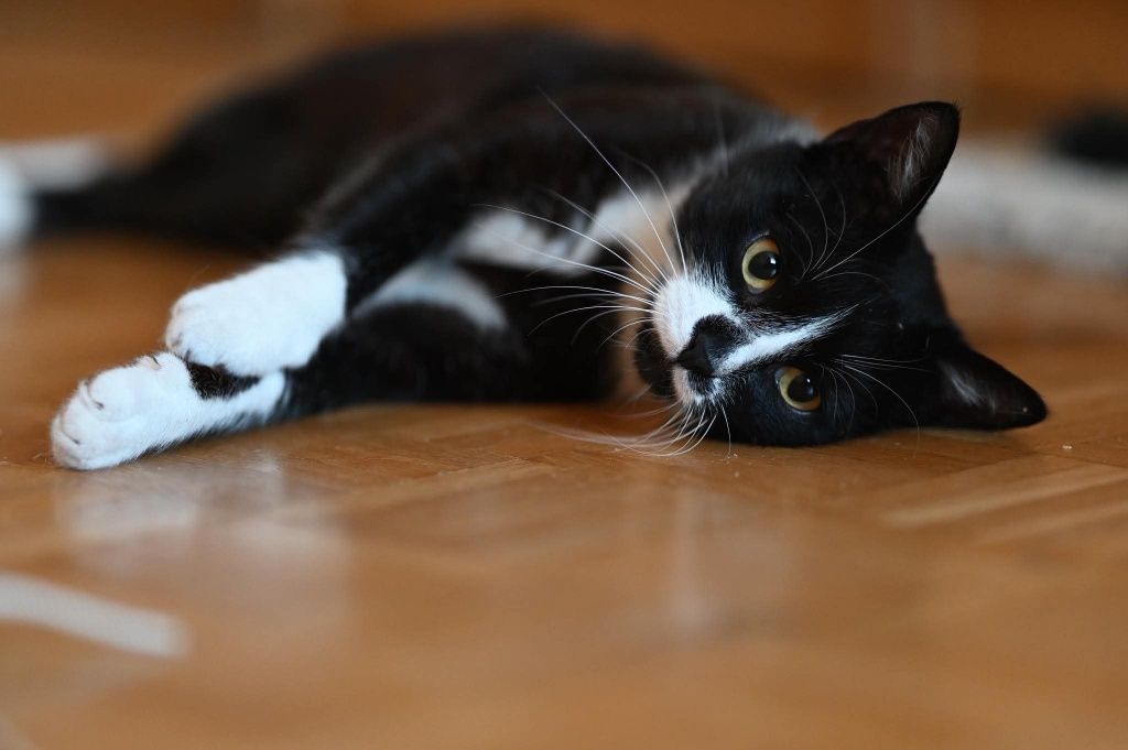 Piękny Romek czeka na adopcje