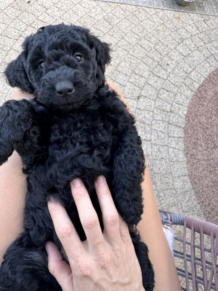 Przecudna suczka Golden Doodle F1b mini/ medium