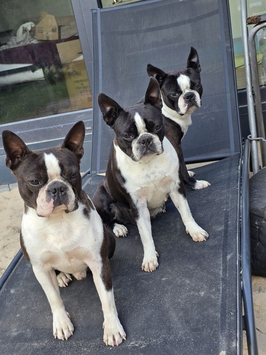 Boston Terrier  ZKwP FCI planowany miot 2026r