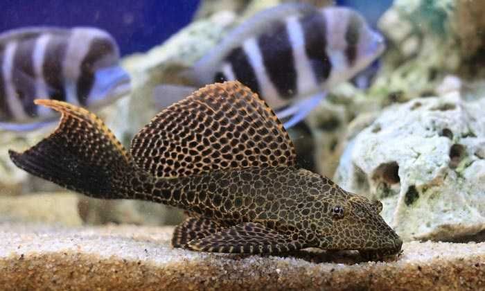 Gibbiceps Zbrojnik lamparci ryba do dużego akwarium WYSYŁKA  AKWAWIN