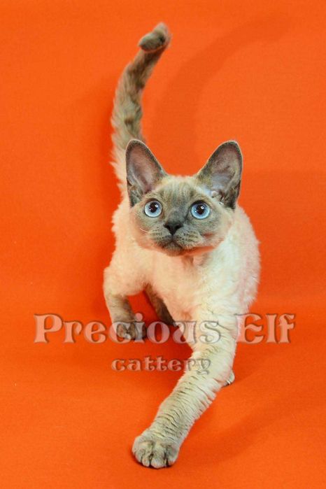 Девочка-голубоглазка Девон Рекс  10 месяцев