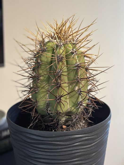 Багатовіковий кактус