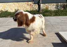 Cavalier king charles adulta