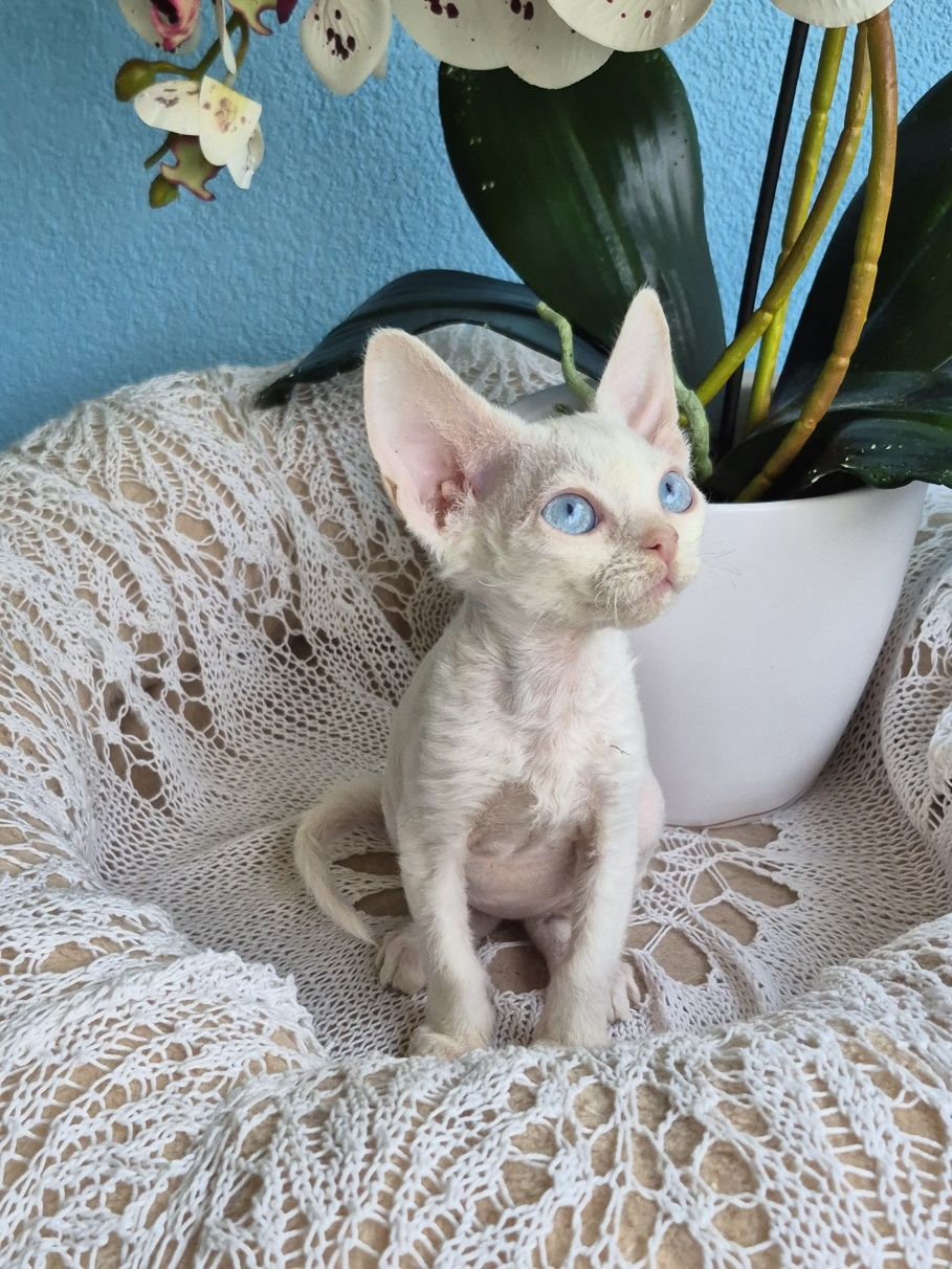 Kocurek Devon Rex FPL