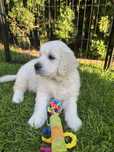 Piesek Golden Retriever ZKwP FCI