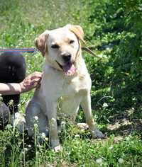 Trzyletni labrador szuka domu