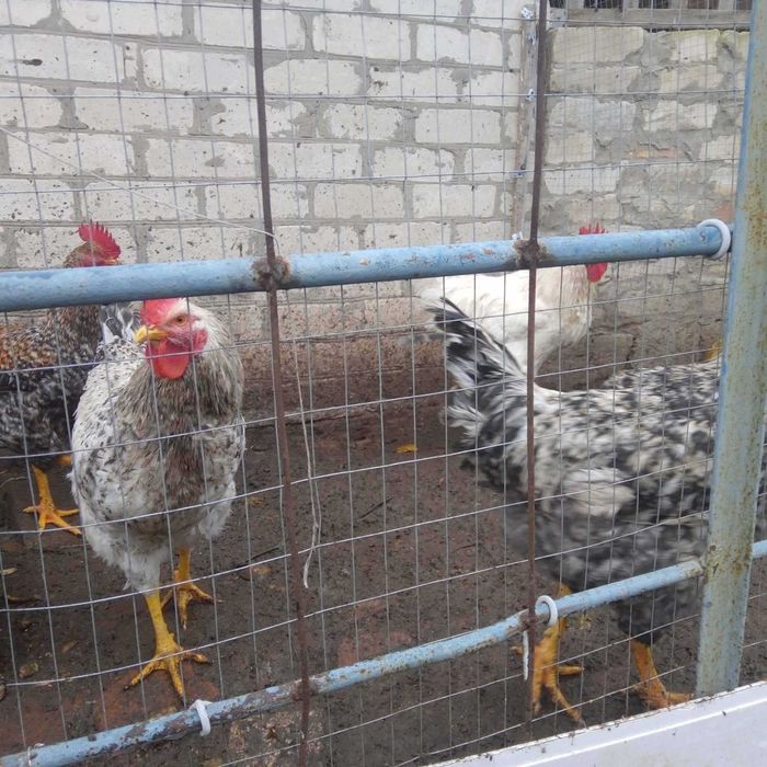 Продам домашних петухов