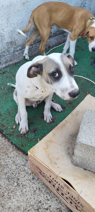 Cão para adoção em viseu