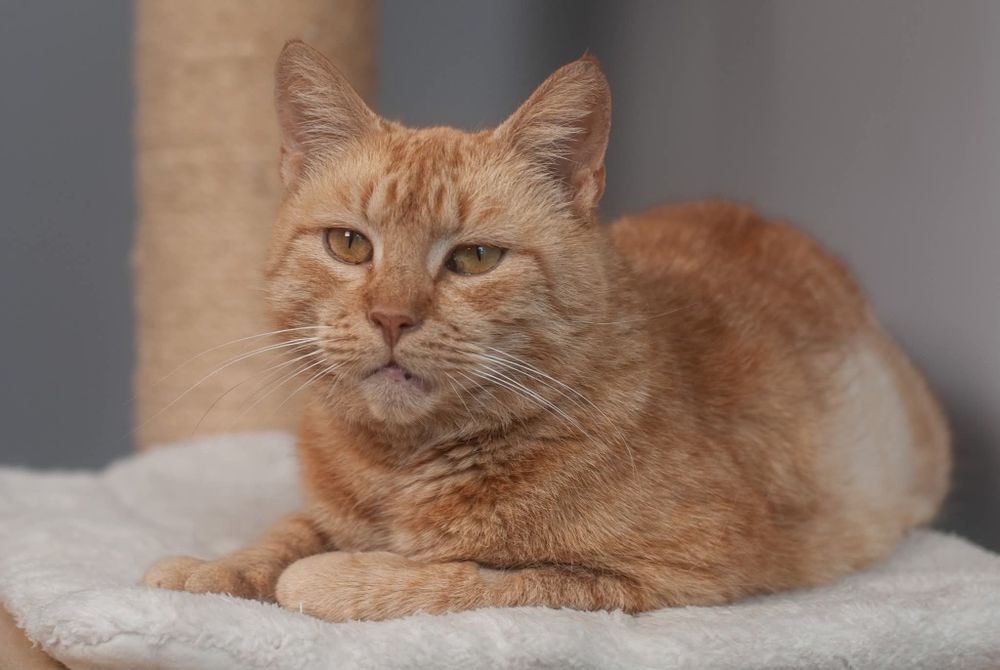 Cherry - przyjazna kotka szuka domu