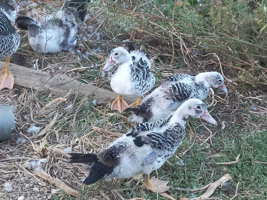 Patos Mudos Criados No Campo, 2 meses