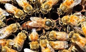 Пчелопакеты Бакфаст 2024. Бджолопакети F1