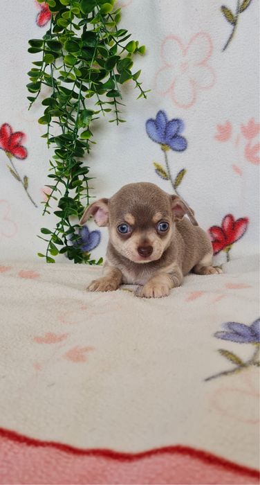 Estupendo mini Lilac Tan Chihuahua/Chiuaua de Qualidade