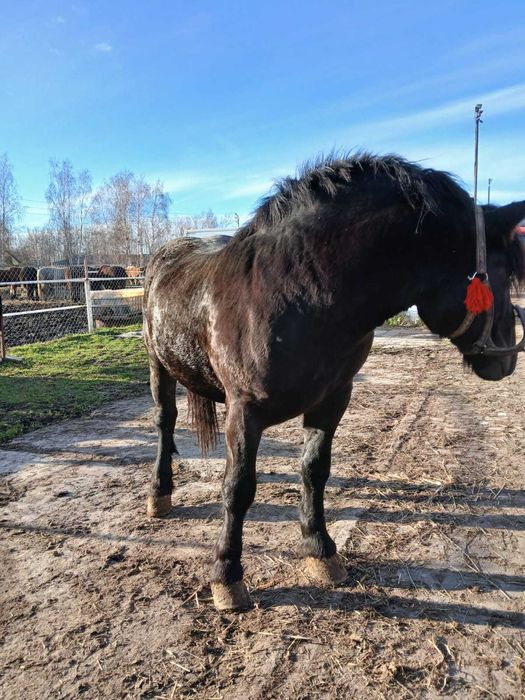 Ogier sztumski 2.5 roku