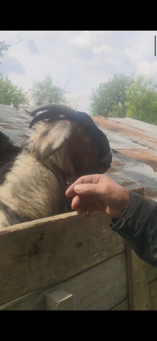 Англонубийский козел. Продам.