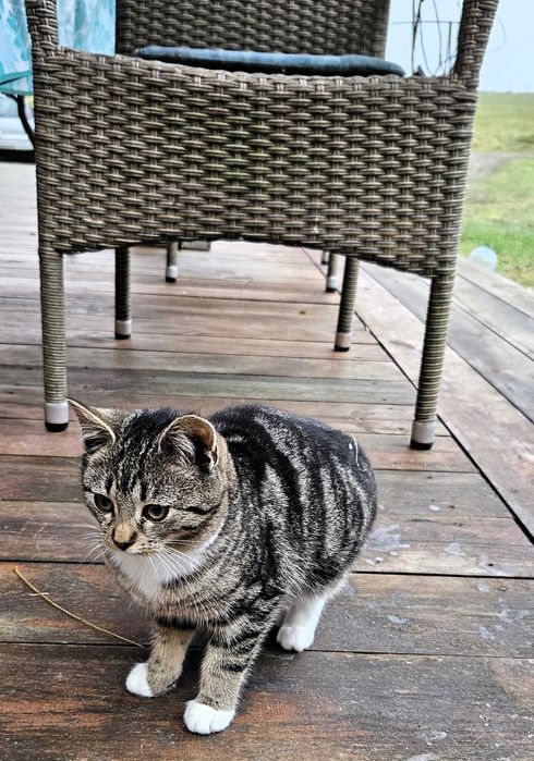 Trzy 4-miesięczne kotki szukają domu