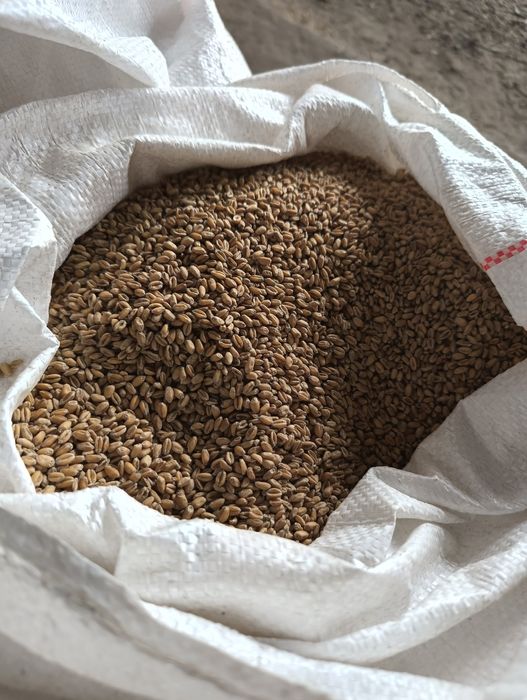 Sprzedam jarą pszenice