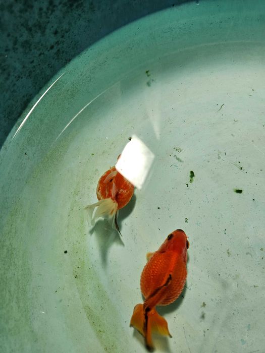 Kinguio oranda perola