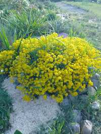 Nasiona smagliczka skalna żółta