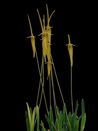 Мініатюрна орхідея Barbosella cuculata