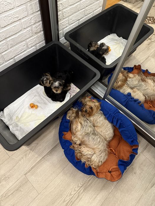 Продам Йоркчика , йокрширський терʼєр