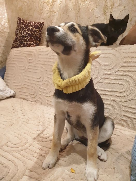 Отдам в хорошие руки