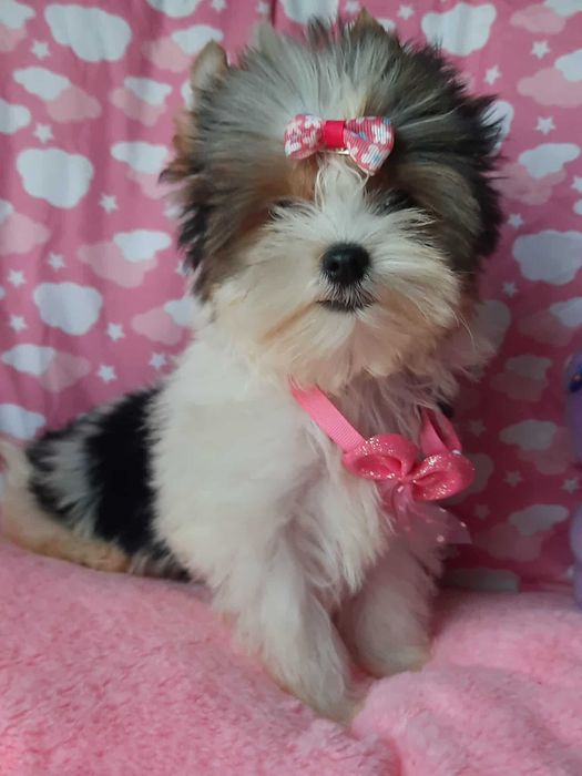 Biewer Yorkshire terrier suczka
