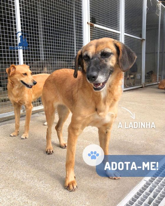 Ladinha - cadela porte medio
