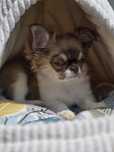 Chihuahua pieski Dlugowłose jasne oczy ! gotowy do odbioru
