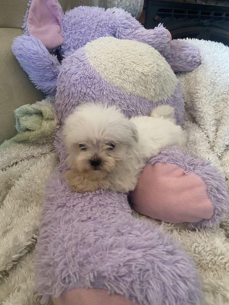 Bichon maltes femea mini