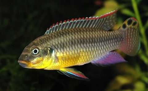 Pelvicachromis taeniatus Kienke