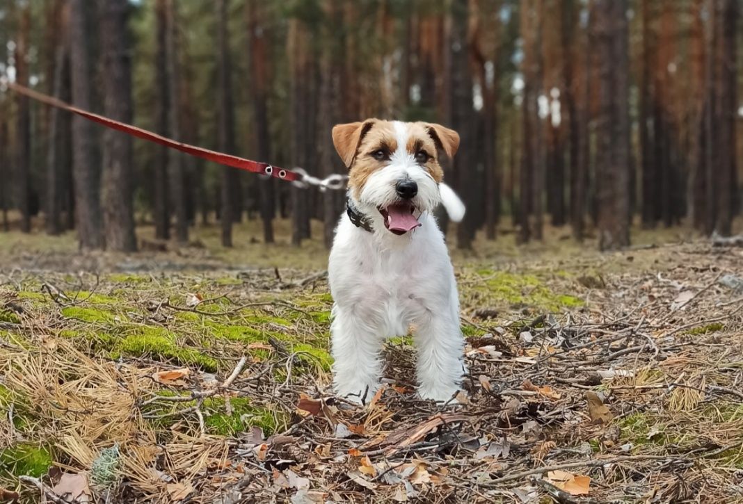 Кобель Джек Рассел, в'язка.