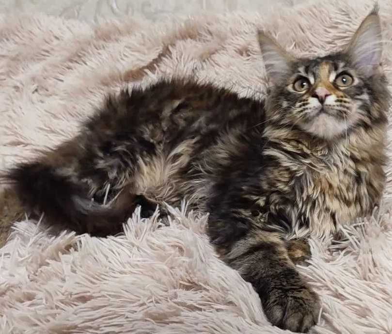 Підрощена дівчинка мейн кун, клубна