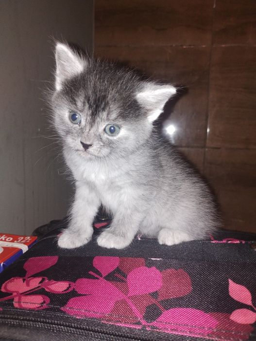 Oddaję kocięta w dobre, troskliwe ręce.