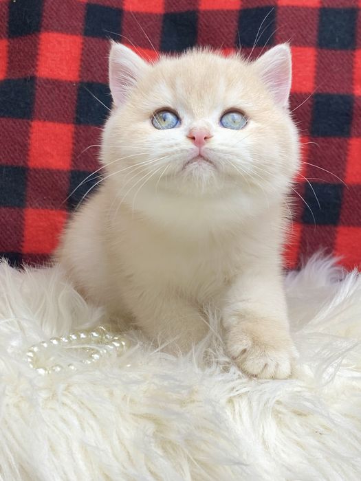 Британський котик Едді