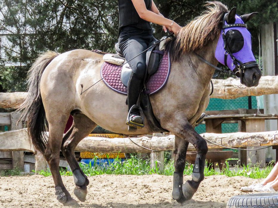Klacz konik polski do ambitnej rekreacji lub małego sportu