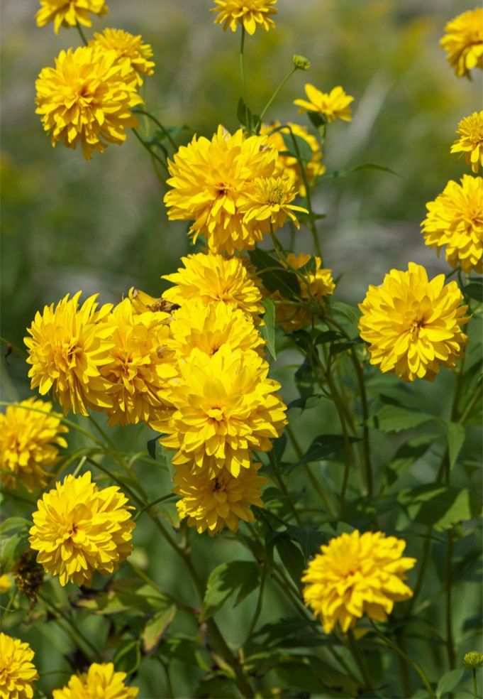 Rudbekia naga ( zdjęcie poglądowe) do ogrodu 3 kępki