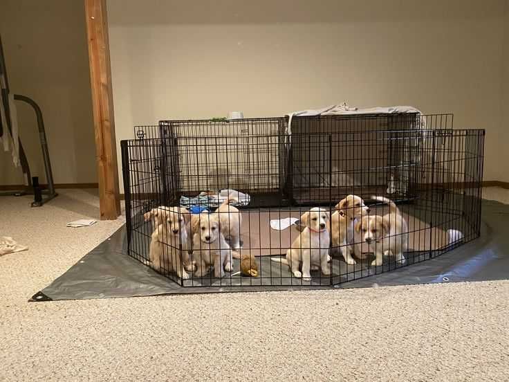 Манеж клетка 180х60х61h 8 секций с дверкой для собак щенков кролика