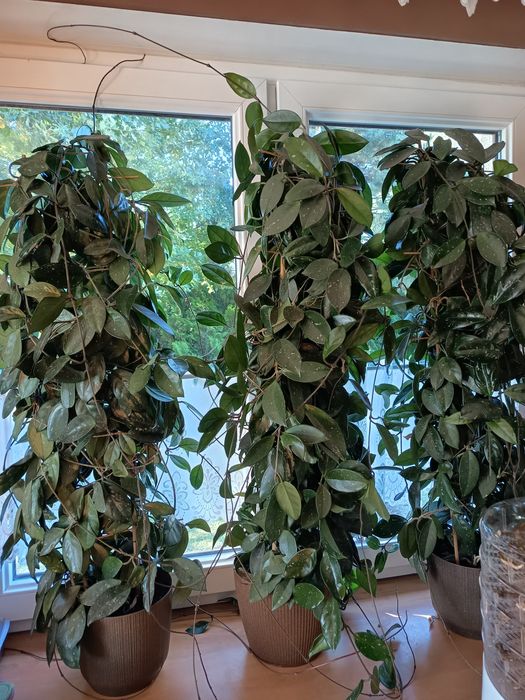 Hoya Hoja kwiat 1 sztuka