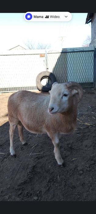 Sprzedam lub wymienię barana na innego na chów
