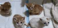 Koci GANG MISI PYSI - 4 kociaki do adopcji / po odchowaniu