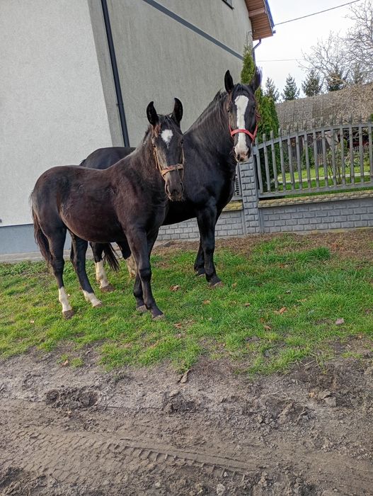 Sprzedam konia  klaczkę źrebię
