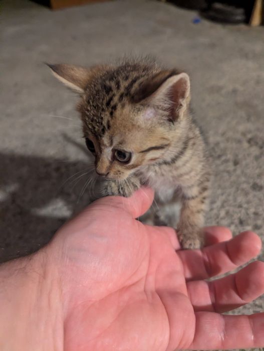 Заберіть у сім'ю цього нано котика)