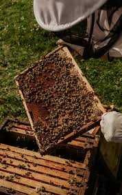Отводок пчел, есть пчелосемьи, пчелы Карпатка