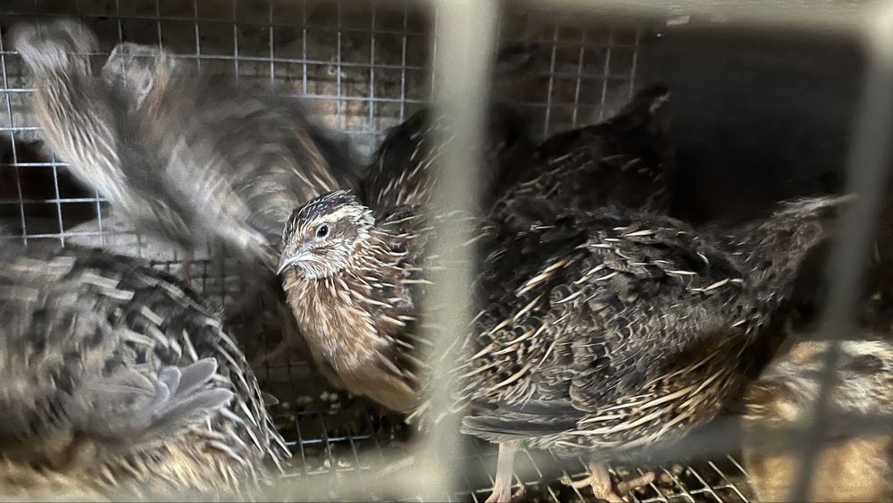 Przepiórki faraon brojler