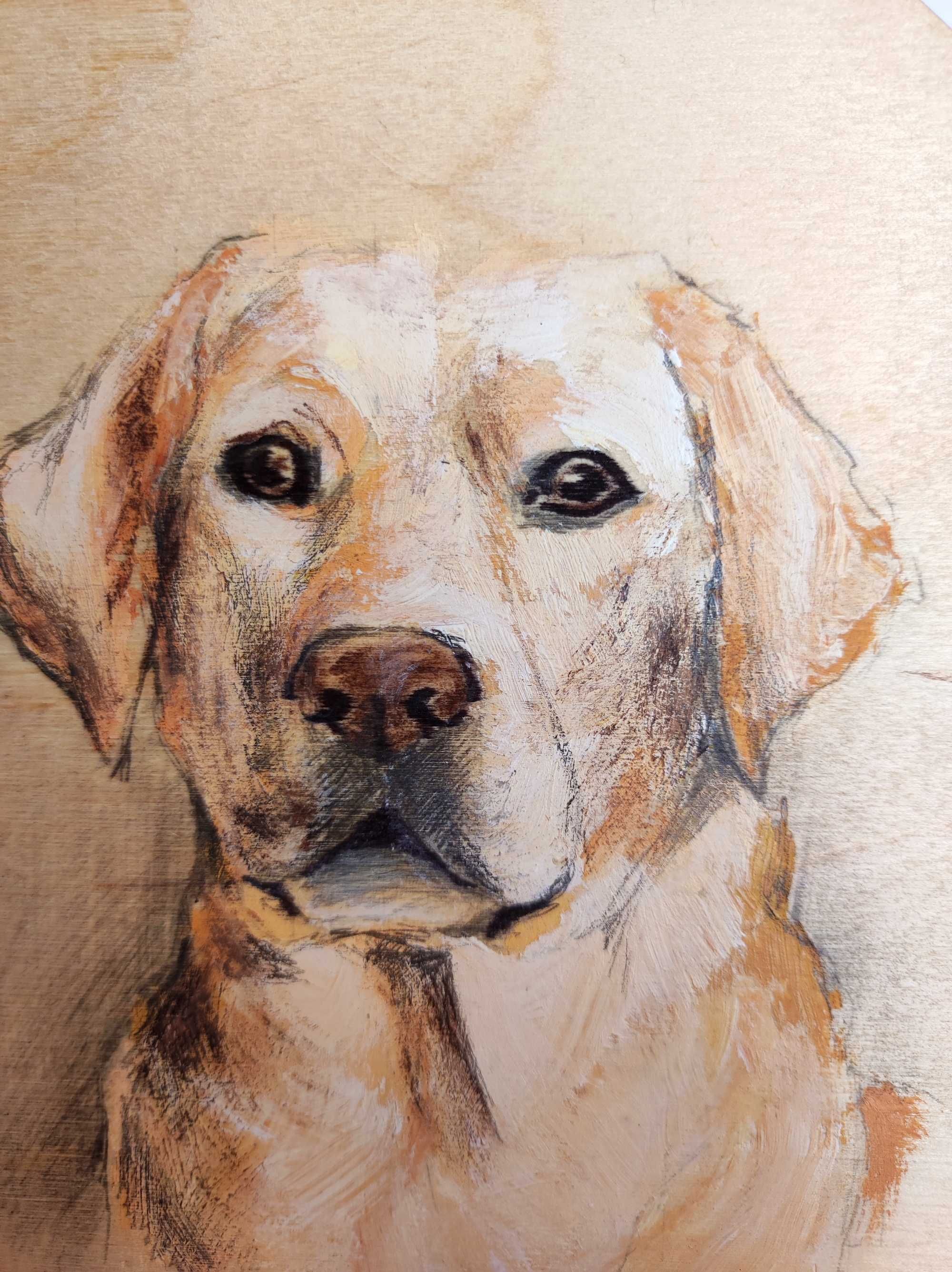 Labrador retriever portret psa pies